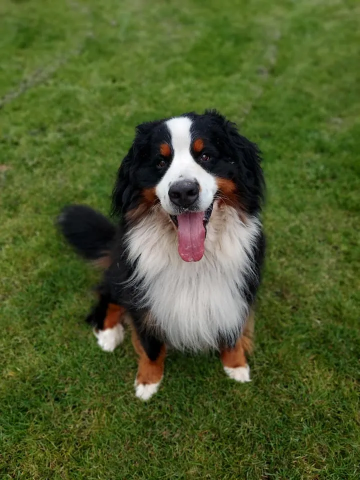 Dog Training in Bath