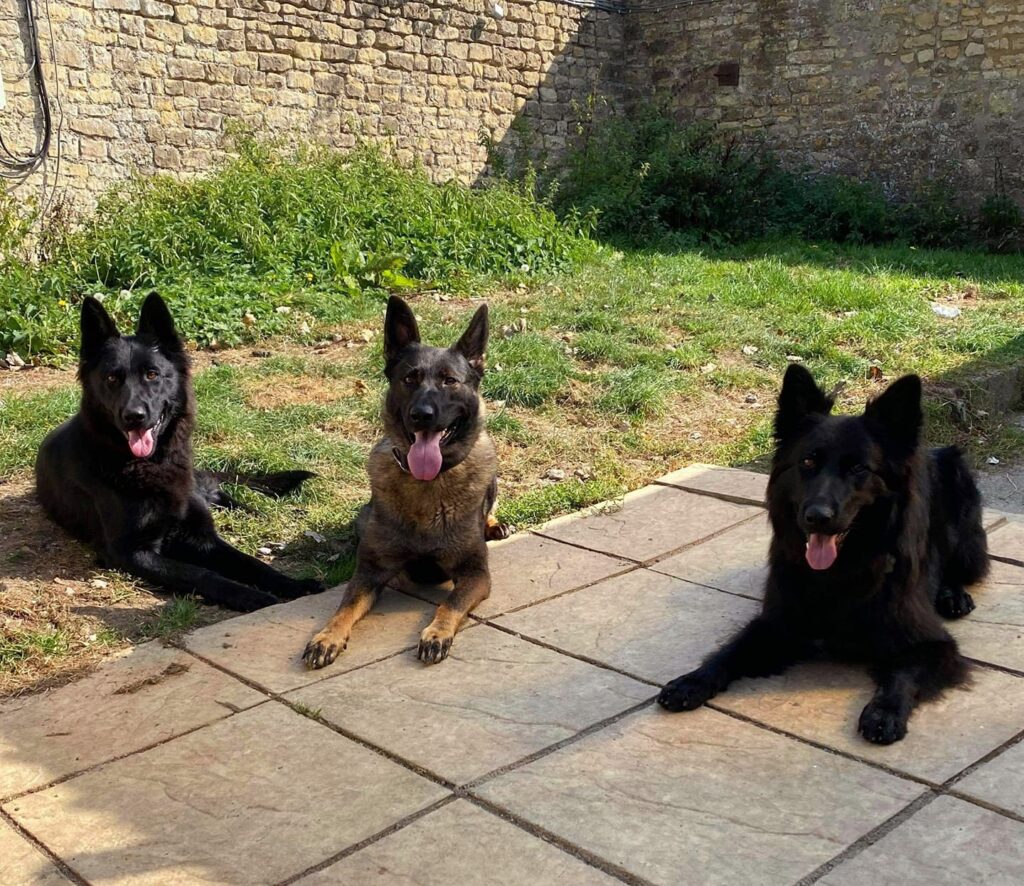 Canine Training in Bath